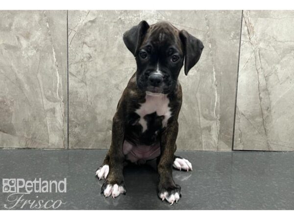 Boxer-Dog-Female-Brindle and White-30537-Petland Frisco & Mckinney, Texas