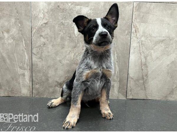 Australian Cattle Dog-Dog-Male-Blue Mottled-30566-Petland Frisco & Mckinney, Texas