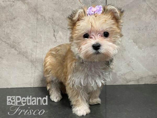Morkie-Dog-Female-Gold-30587-Petland Frisco & Mckinney, Texas