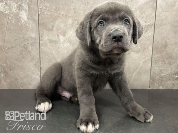 Cane Corso-Dog-Male-Blue-30603-Petland Frisco & Mckinney, Texas