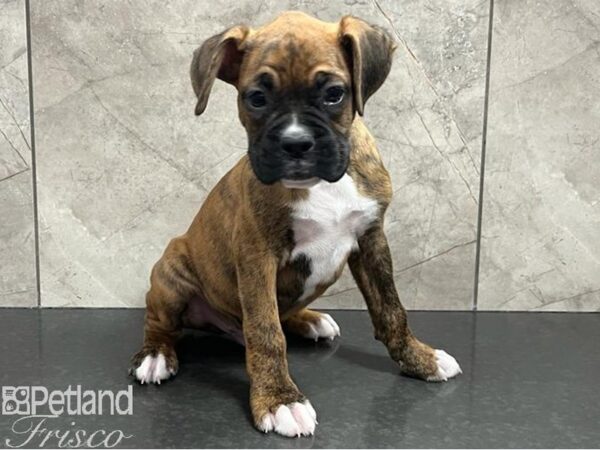 Boxer-Dog-Male-Fawn-30659-Petland Frisco & Mckinney, Texas