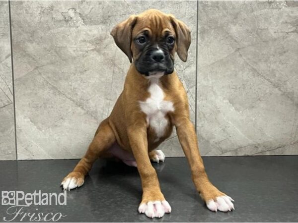Boxer-Dog-Male-Fawn-30655-Petland Frisco & Mckinney, Texas