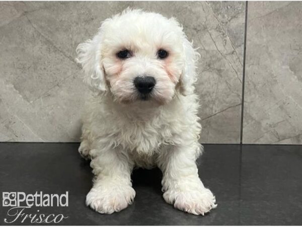 Bichon Frise-Dog-Male-White-30652-Petland Frisco & Mckinney, Texas