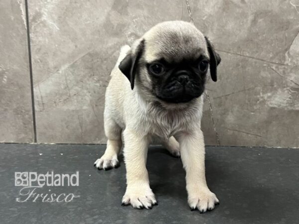 Pug-Dog-Male-Fawn-30676-Petland Frisco & Mckinney, Texas
