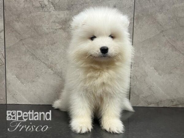 Samoyed-Dog-Female-White/Biscuit-30572-Petland Frisco & Mckinney, Texas