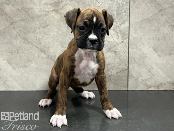 Boxer-Dog-Female-Brindle / White-30656-Petland Frisco & Mckinney, Texas