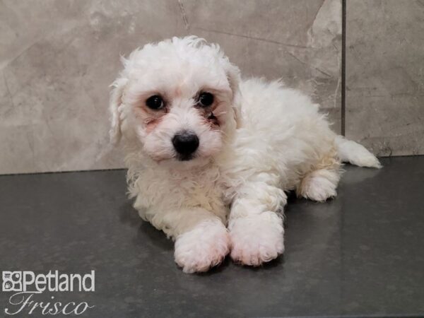 Bichon Frise-Dog-Male-White-30651-Petland Frisco & Mckinney, Texas