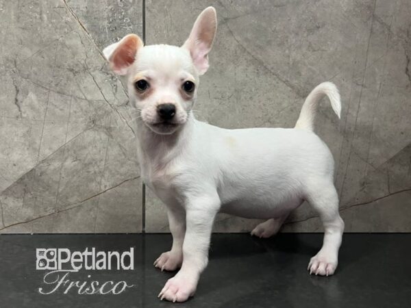 Chihuahua-Dog-Male-White / Apricot-30731-Petland Frisco & Mckinney, Texas