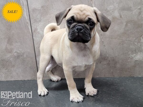 Pug-Dog-Male-Fawn-30632-Petland Frisco & Mckinney, Texas