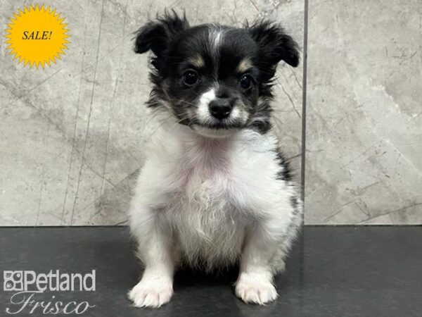 Chihuahua-Dog-Male-Tri-Colored-30696-Petland Frisco & Mckinney, Texas