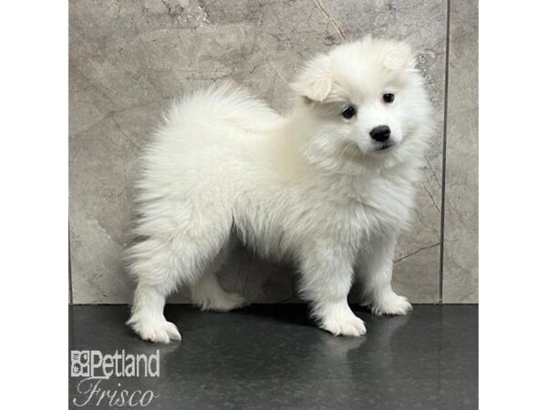 American Eskimo-Dog-Male-White-30775-Petland Frisco & Mckinney, Texas