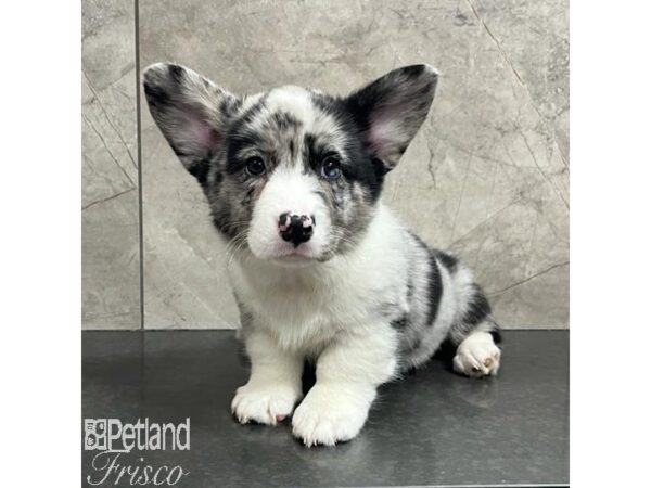 Cardigan Welsh Corgi-Dog-Male-Blue Merle-30767-Petland Frisco & Mckinney, Texas