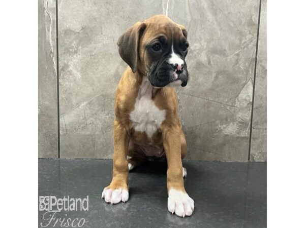 Boxer-Dog-Female-Fawn / White-30788-Petland Frisco & Mckinney, Texas