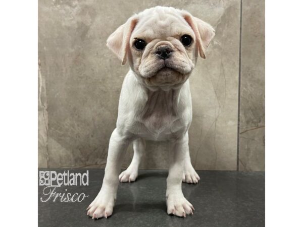 Pug-Dog-Female-Silver Fawn-30719-Petland Frisco & Mckinney, Texas