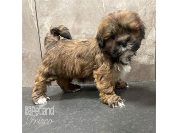 Lhasa Apso-Dog-Male-Red Gold-30826-Petland Frisco & Mckinney, Texas