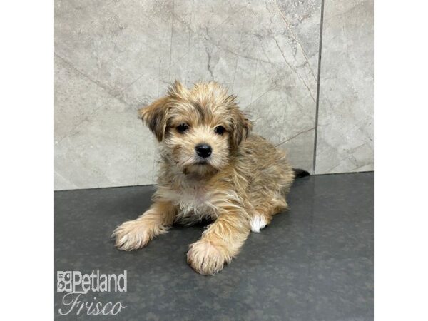 Morkie-Dog-Female-Golden-30868-Petland Frisco & Mckinney, Texas