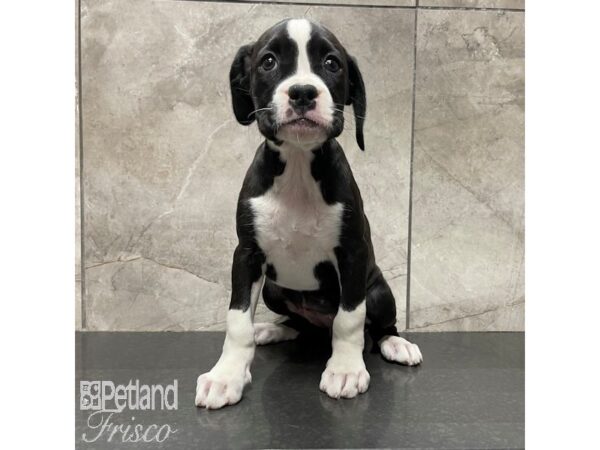 Boxer-Dog-Female-Black / White-30839-Petland Frisco & Mckinney, Texas