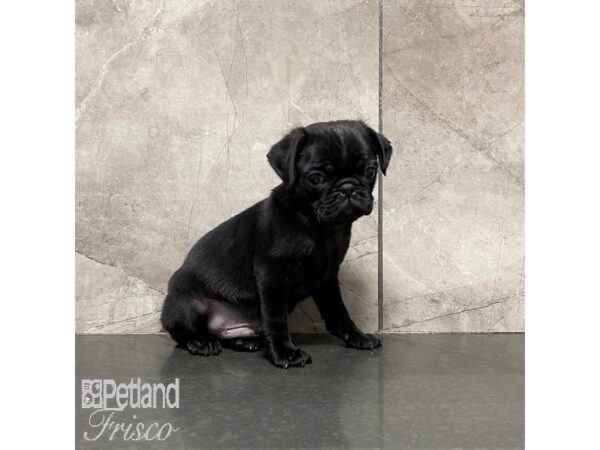 Pug-Dog-Male-Black-30873-Petland Frisco & Mckinney, Texas
