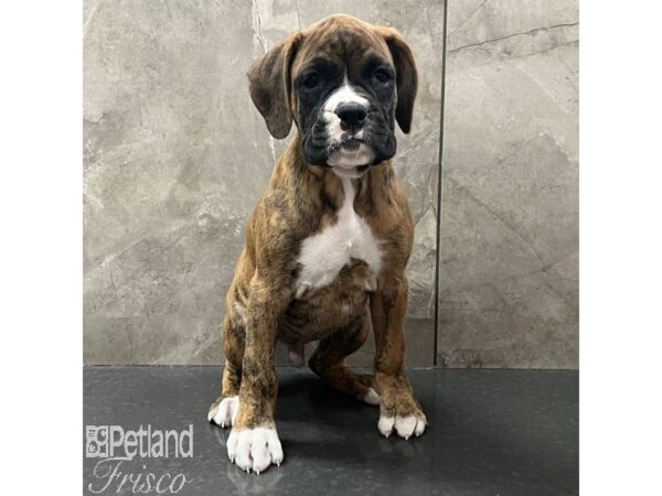 Boxer-Dog-Male-Fawn / White-30787-Petland Frisco & Mckinney, Texas