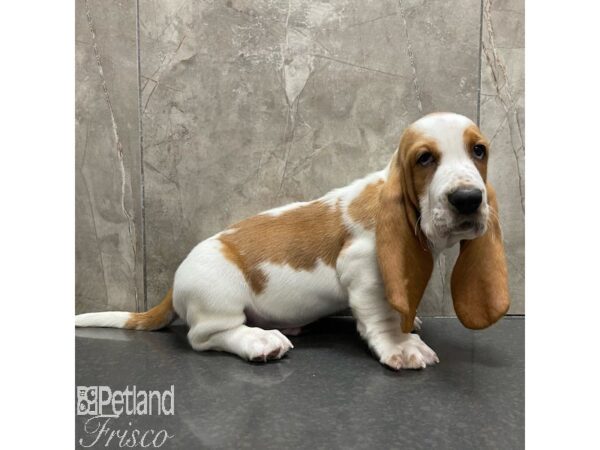 Basset Hound-Dog-Male-Brown and White-30889-Petland Frisco & Mckinney, Texas