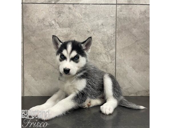 Siberian Husky-Dog-Male-Black / White-30920-Petland Frisco & Mckinney, Texas