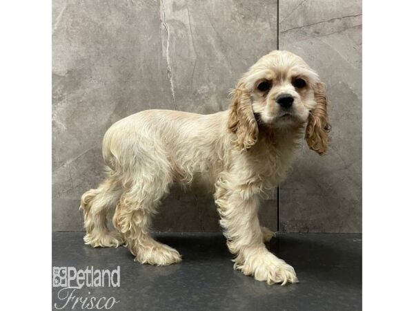 Cocker Spaniel-Dog-Female-Buff-30951-Petland Frisco & Mckinney, Texas