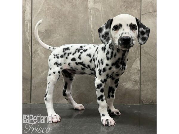Dalmatian-Dog-Female-White / Black-30949-Petland Frisco & Mckinney, Texas