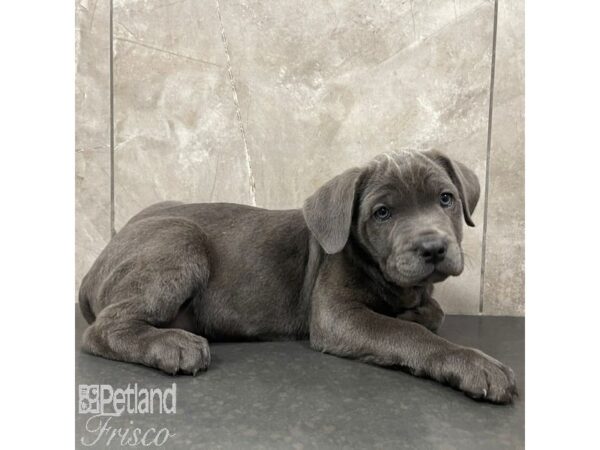 Cane Corso-Dog-Female-Blue-30945-Petland Frisco & Mckinney, Texas
