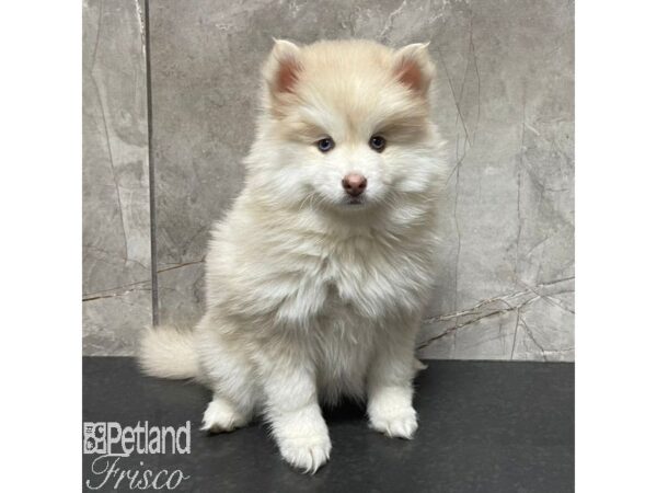 Pomsky-Dog-Female-Cream and White-30932-Petland Frisco & Mckinney, Texas