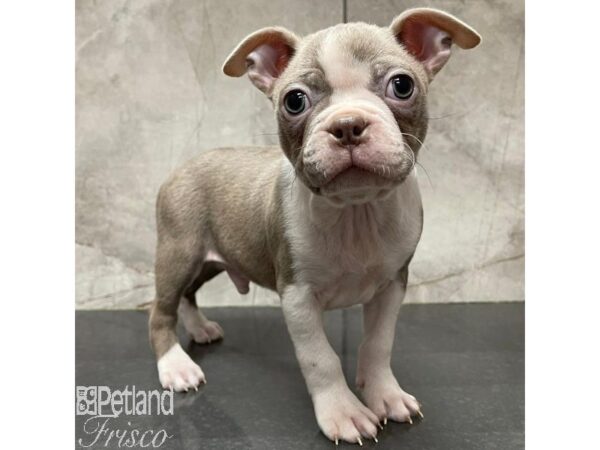 Boston Terrier-Dog-Male-Tan / White-31118-Petland Frisco & Mckinney, Texas