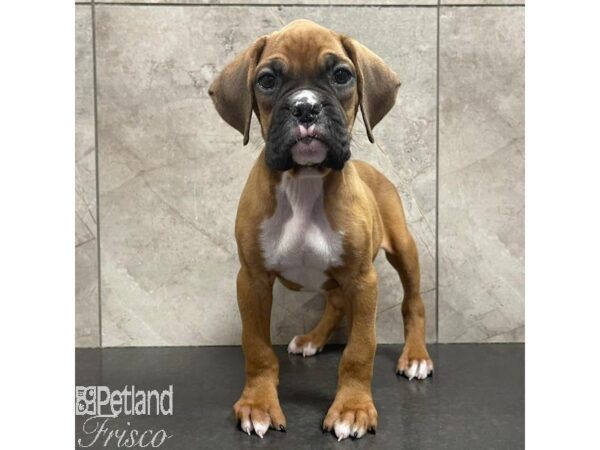 Boxer-Dog-Male-Fawn-31081-Petland Frisco & Mckinney, Texas