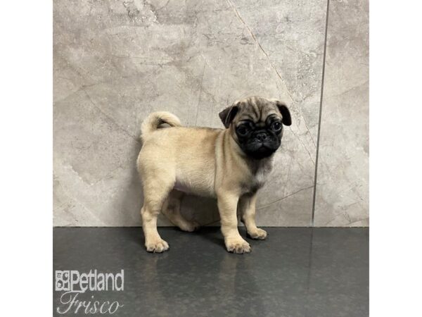 Pug-Dog-Female-Fawn-31027-Petland Frisco & Mckinney, Texas