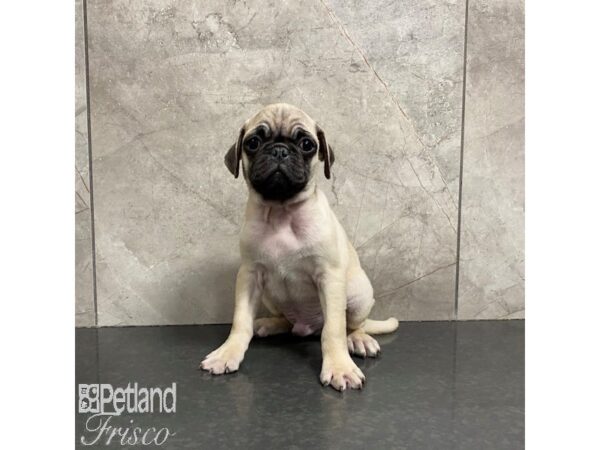 Pug-Dog-Male-Fawn-31024-Petland Frisco & Mckinney, Texas
