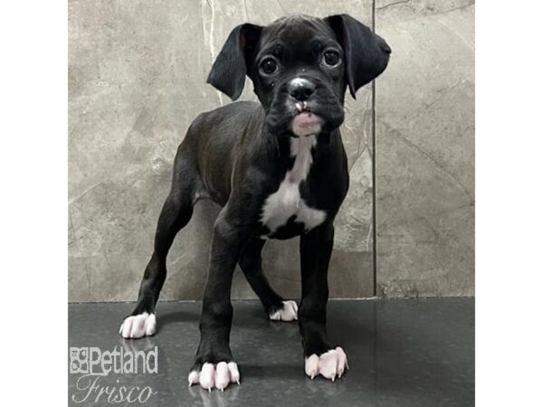 Boxer-Dog-Female-Black-31145-Petland Frisco & Mckinney, Texas