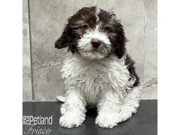 Miniature Bernedoodle-Dog-Female-Chocolate and White-31148-Petland Frisco & Mckinney, Texas