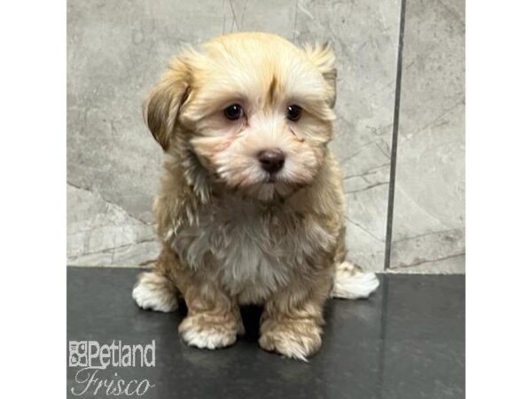 Havanese-Dog-Female-Red Sable-31156-Petland Frisco & Mckinney, Texas