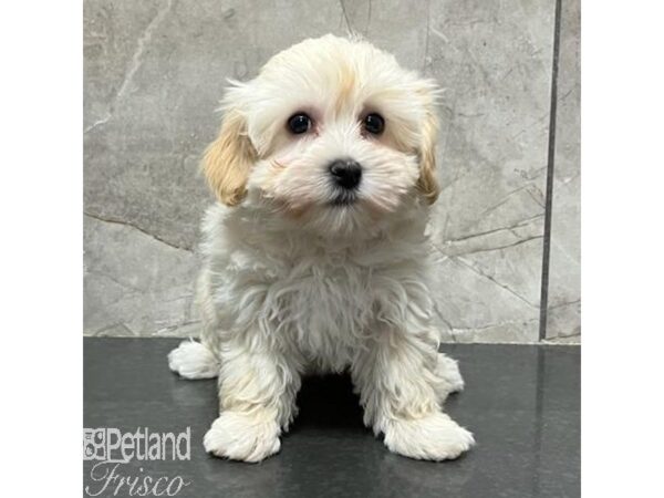 Havanese-Dog-Female-Cream / White-31157-Petland Frisco & Mckinney, Texas