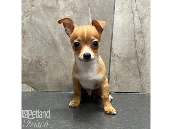 Chihuahua-Dog-Male-Red-31124-Petland Frisco & Mckinney, Texas