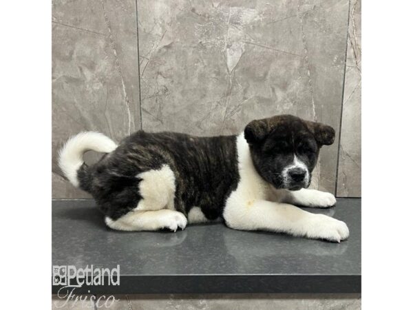 Akita-Dog-Male-Pinto-31179-Petland Frisco & Mckinney, Texas