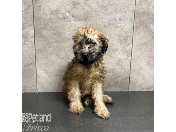Soft Coated Wheaten Terrier-Dog-Female-Wheaten-31266-Petland Frisco & Mckinney, Texas