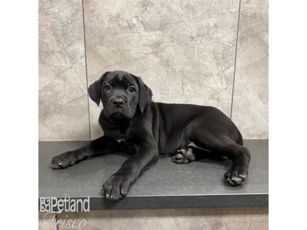 Cane Corso-Dog-Female-Black-31254-Petland Frisco & Mckinney, Texas