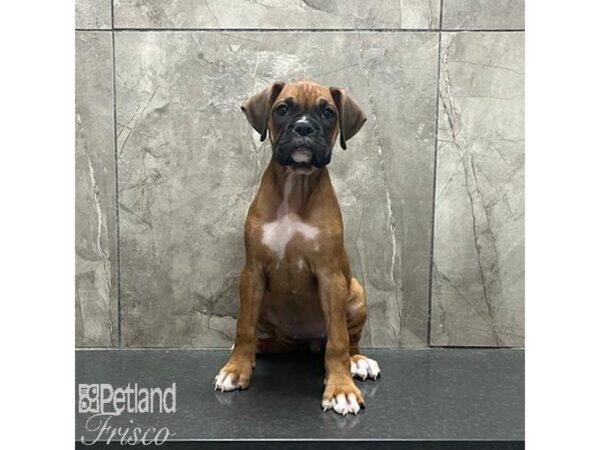 Boxer-Dog-Female-Fawn-31225-Petland Frisco & Mckinney, Texas