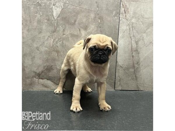 Pug-Dog-Male-Fawn-31221-Petland Frisco & Mckinney, Texas