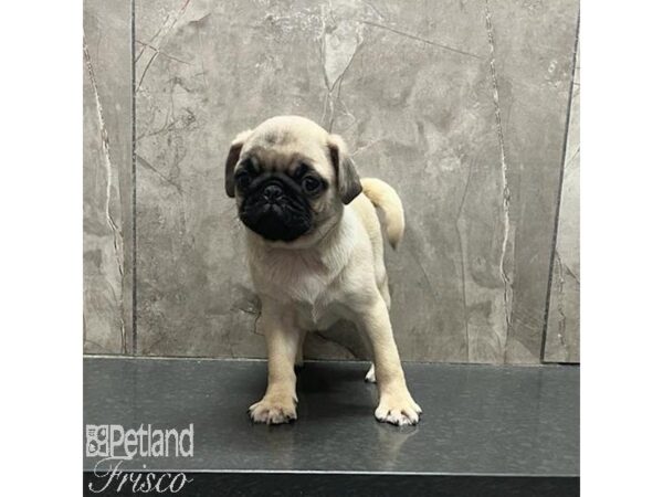 Pug-Dog-Female-Fawn-31216-Petland Frisco & Mckinney, Texas