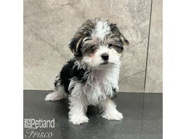 Morkie-Dog-Male-Black / White-31277-Petland Frisco & Mckinney, Texas