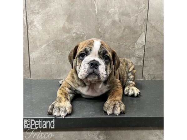 English Bulldog-Dog-Male-Brindle-31333-Petland Frisco & Mckinney, Texas