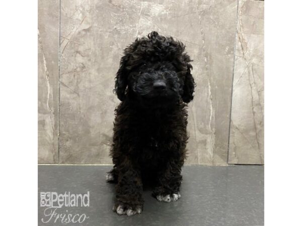 Miniature Poodle-Dog-Female-Brindle-31331-Petland Frisco & Mckinney, Texas