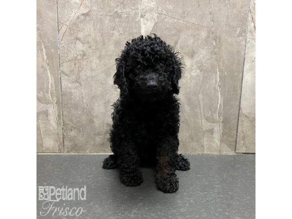 Miniature Poodle-Dog-Female-Black-31330-Petland Frisco & Mckinney, Texas