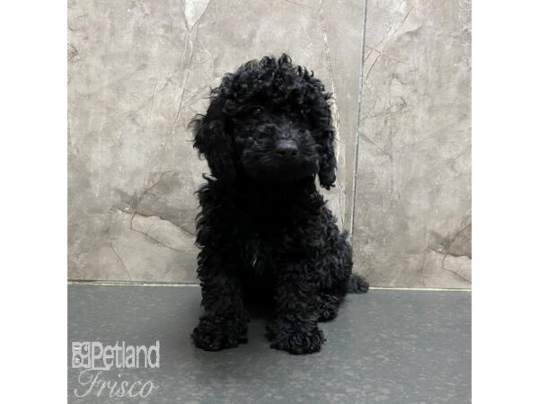 Miniature Poodle-Dog-Female-Black-31329-Petland Frisco & Mckinney, Texas