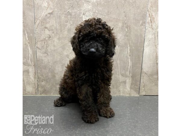 Miniature Poodle-Dog-Male-Black and Brown-31328-Petland Frisco & Mckinney, Texas